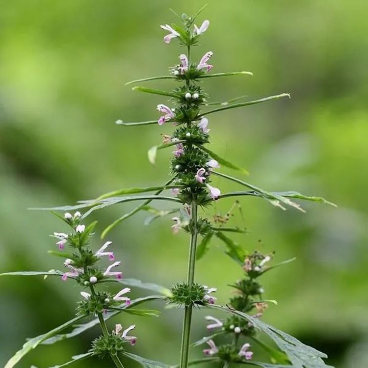 Žolelės: Motherwort